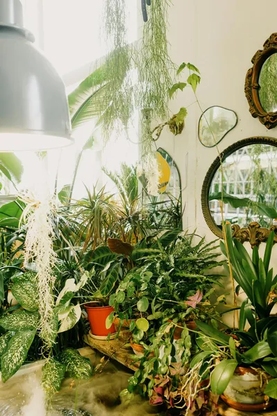 The Latest Indoor Artificial Plant Trends for Your Home in 2024Illustration